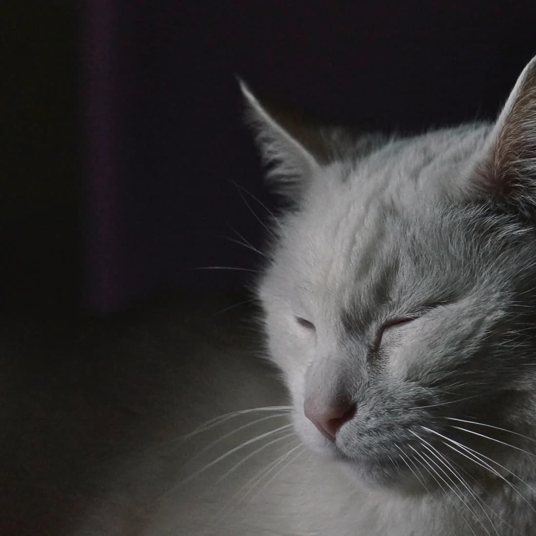 Cat sleeping peacefully in soft light
