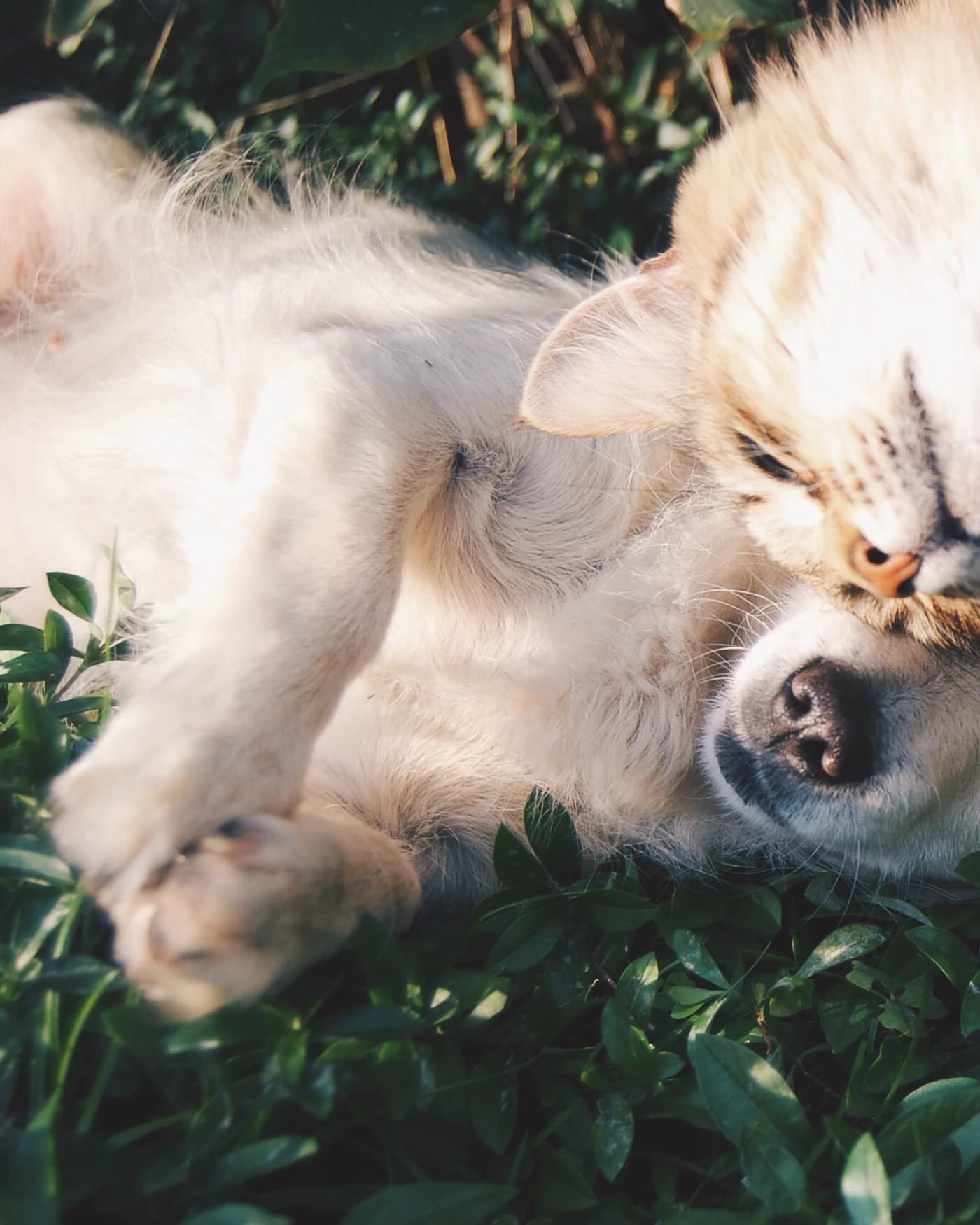 A cat and a dog lying down together