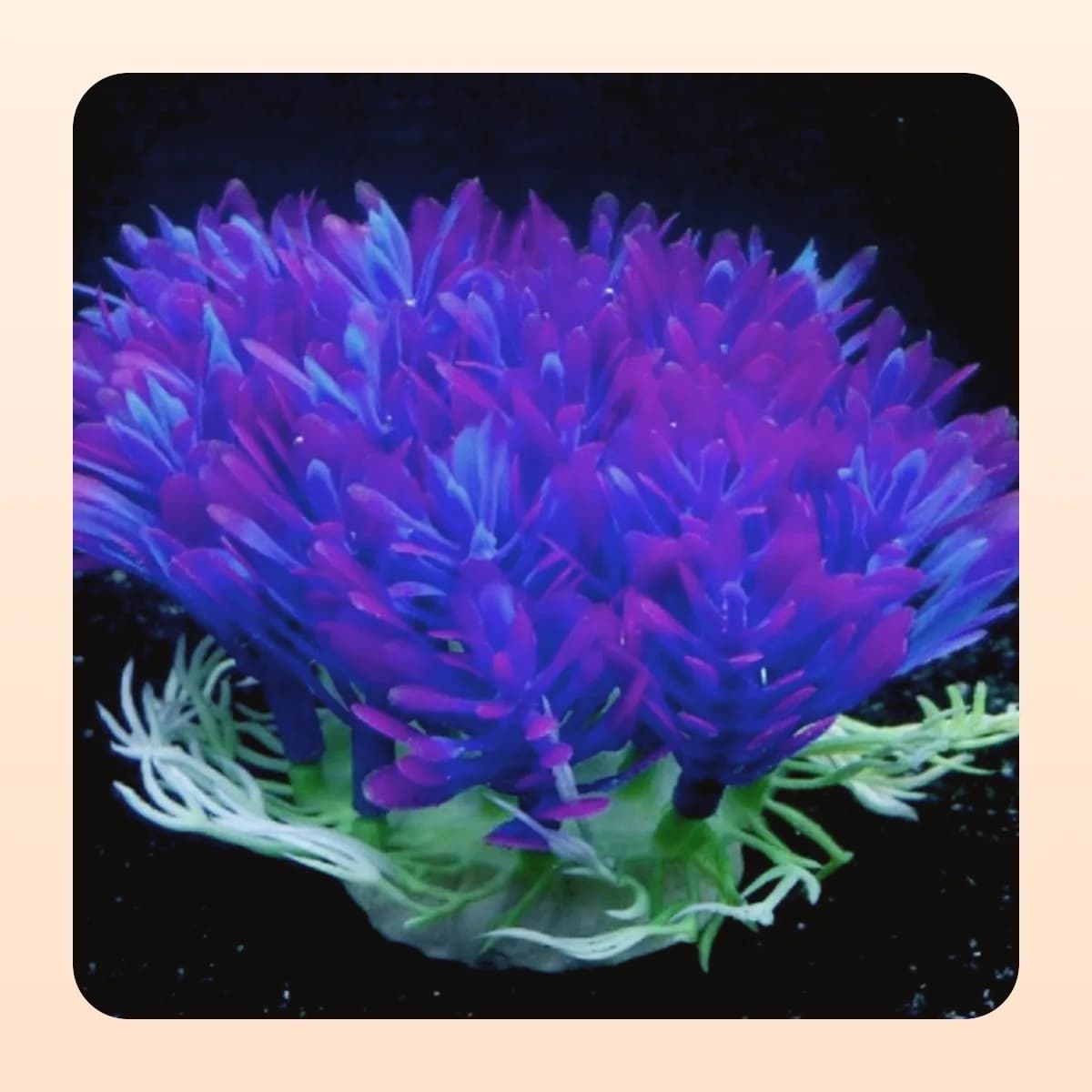 Kindral purple anemone aquarium ornament