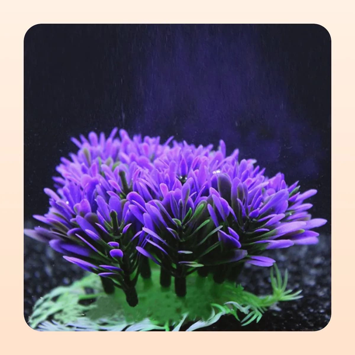 The Kindral anemone ornament against a dark background