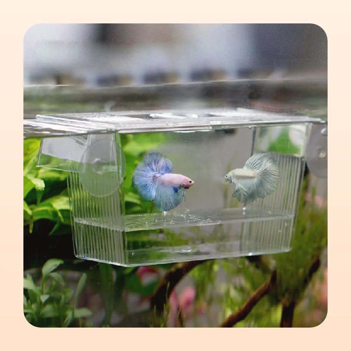 The Kindral breeding box hanging in a tank with bettas