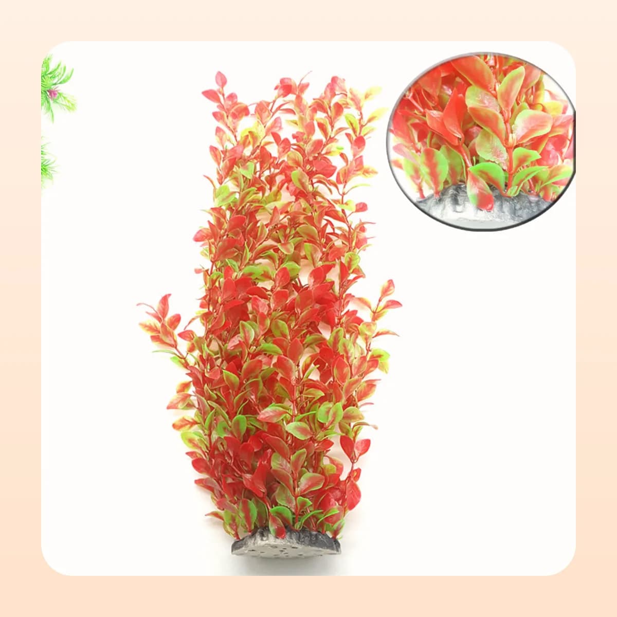 The Kindral tall plant measured at 46 cm