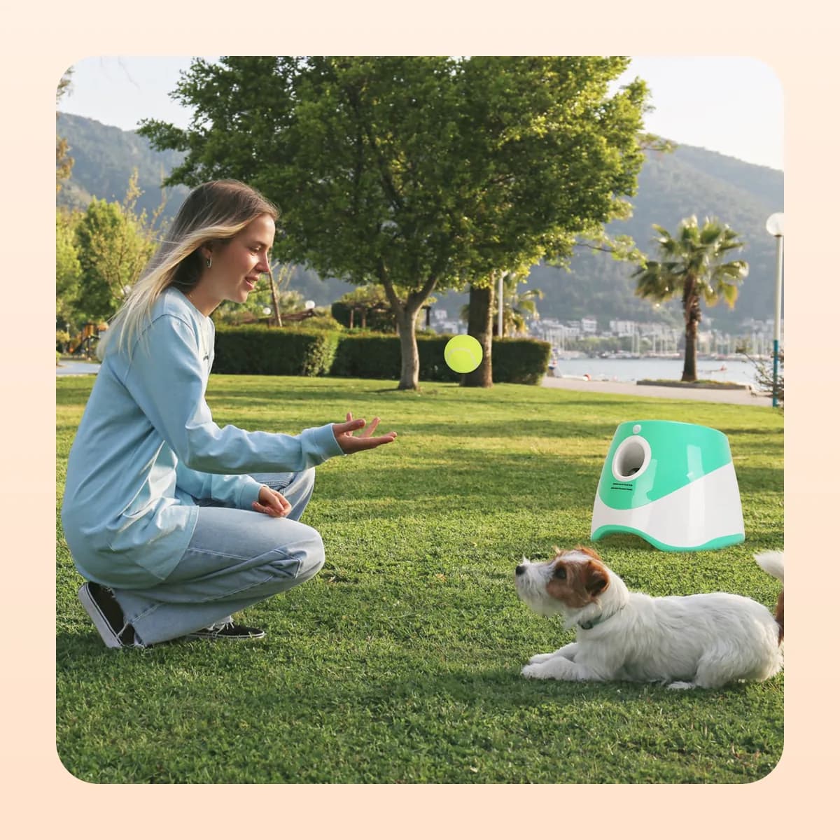 A jack russell waiting in front of the Kindral ball launcher on a lawn