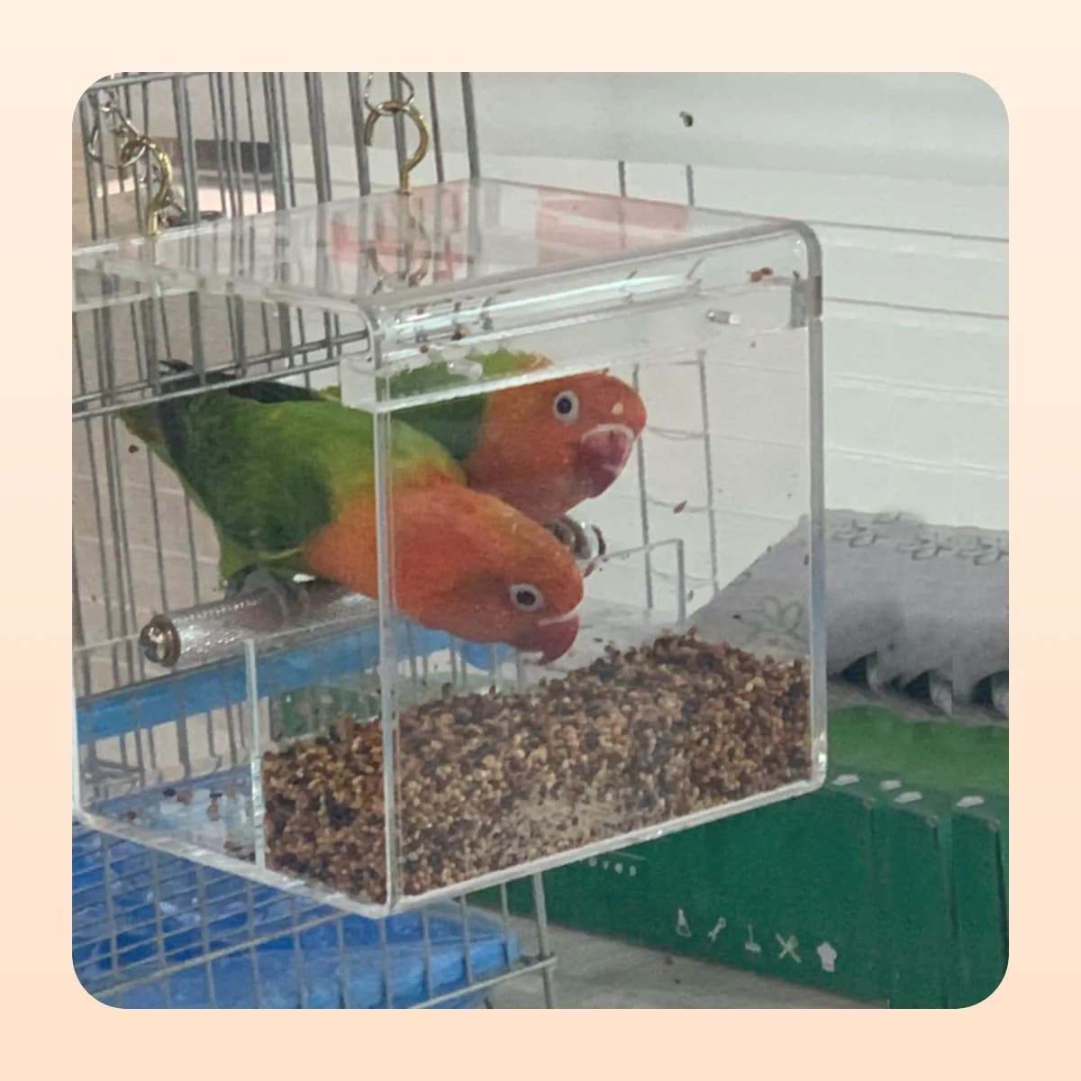 Two lovebirds feeding inside the Kindral acrylic feed box
