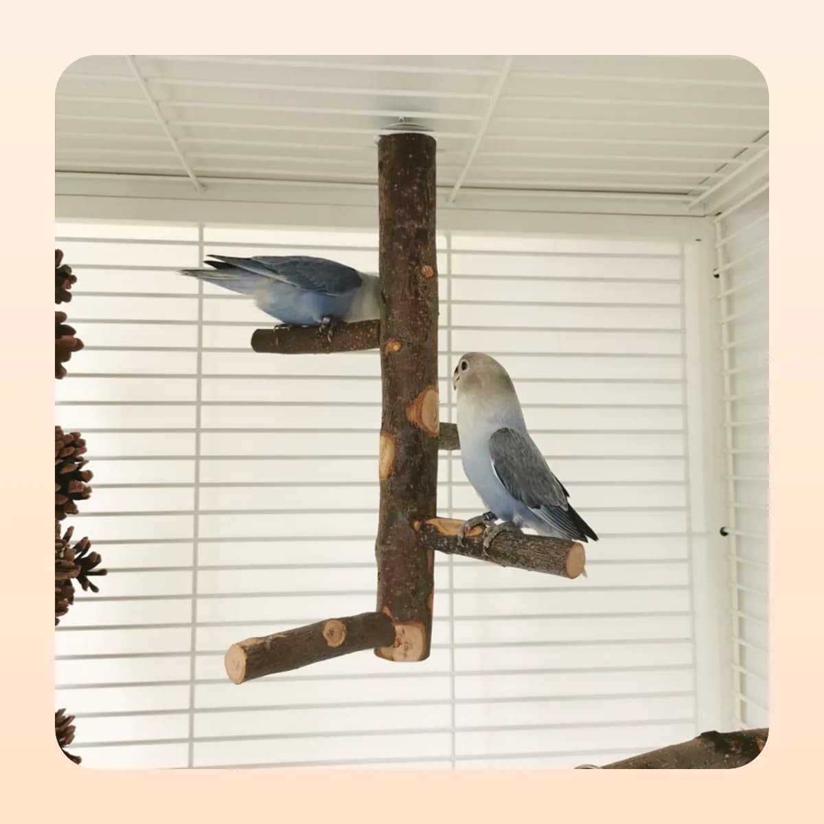 Kindral natural apple wood bird perch
