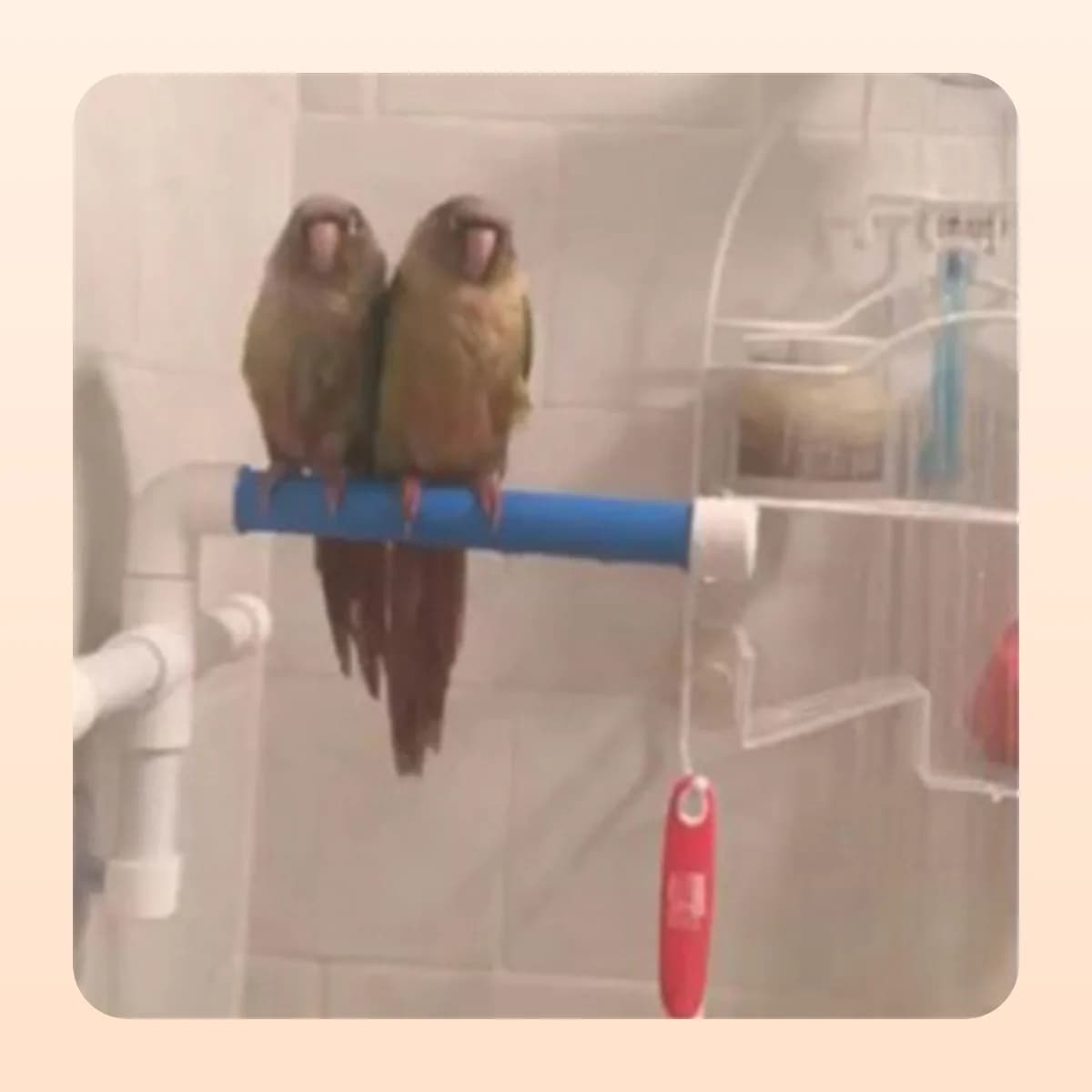 Kindral suction-mounted shower perch for parrots