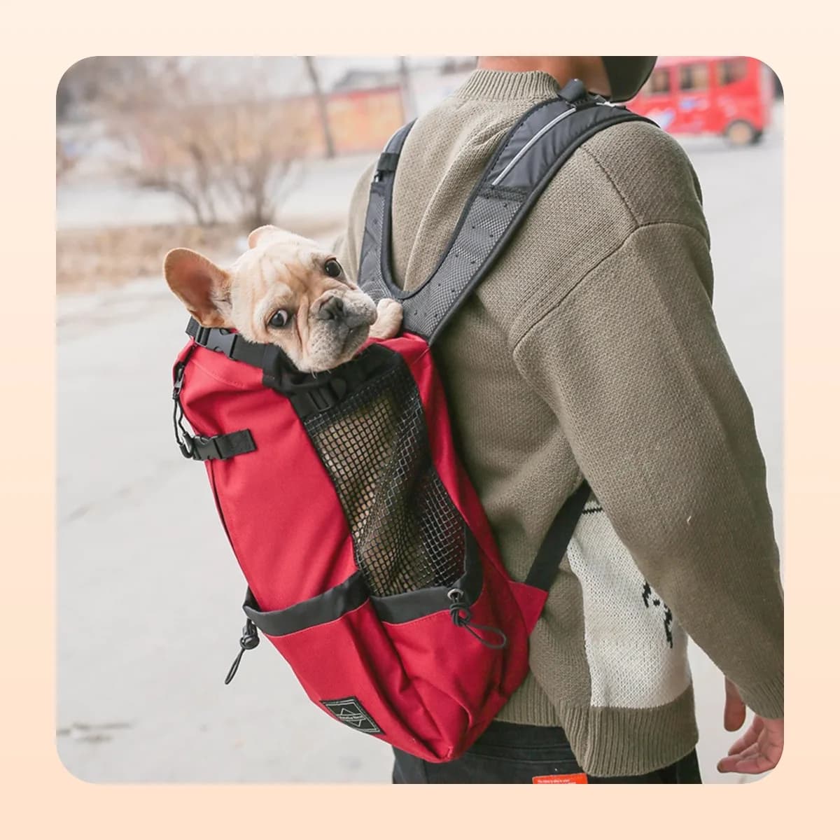 French bulldog riding in the Kindral carrier backpack