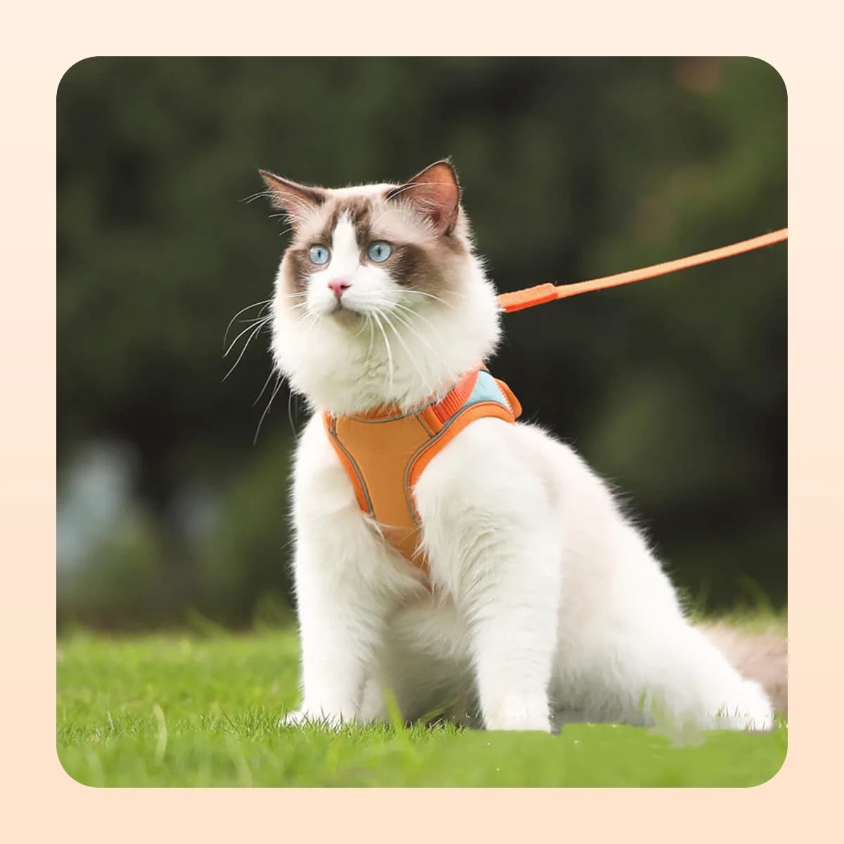 Kindral escape-proof cat harness in red