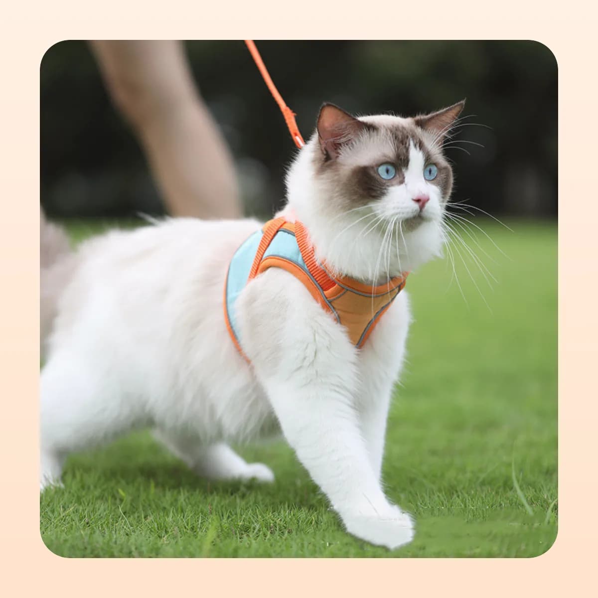 Cat walking on grass in the Kindral harness and lead