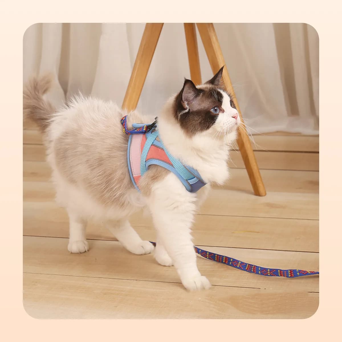 Cat indoors wearing the Kindral harness with the lead trailing