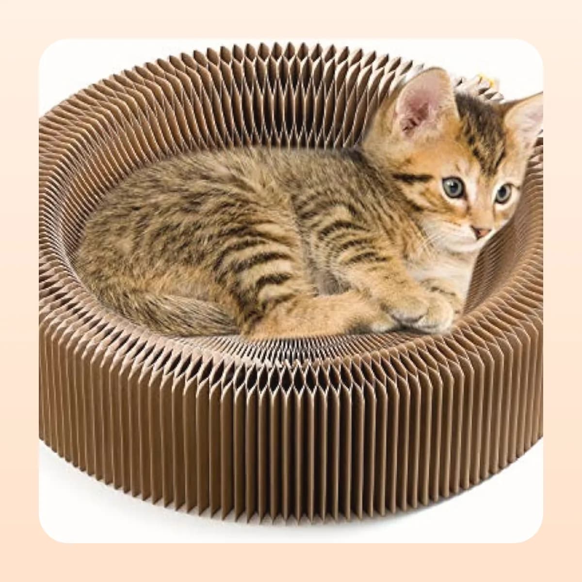 Cat sitting in the Kindral concertina scratch lounger