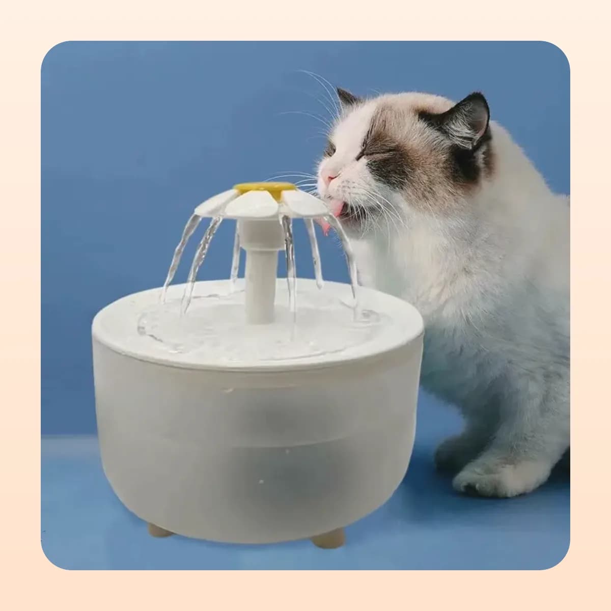 Cat drinking from the Kindral water fountain