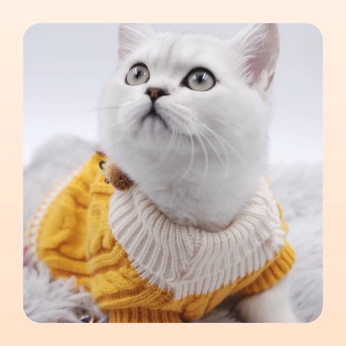 White cat wearing the Kindral yellow knit sweater
