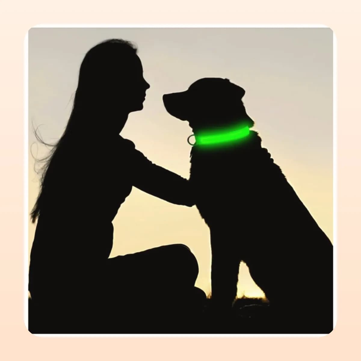 Dog wearing a glowing Kindral LED collar at dusk