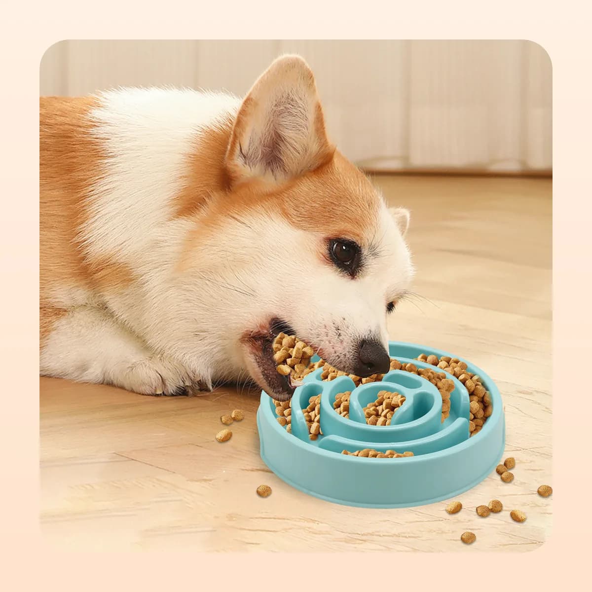 Corgi eating from the Kindral slow feeder bowl