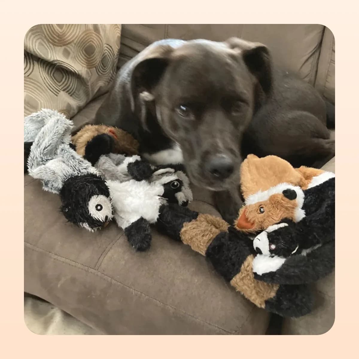 Dog lying with Kindral no-stuffing plush toys