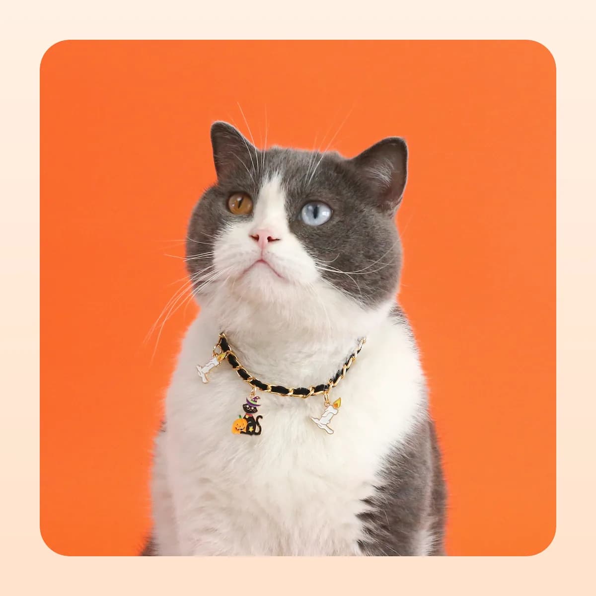 Cat wearing the Kindral Halloween charm necklace
