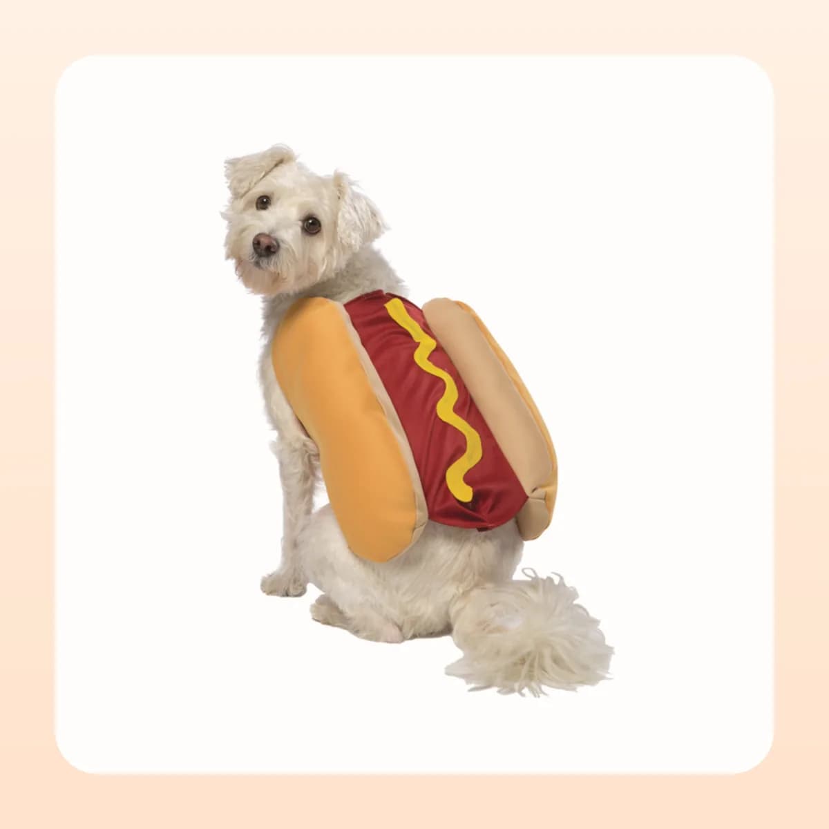 Small white dog wearing the Kindral hot dog costume