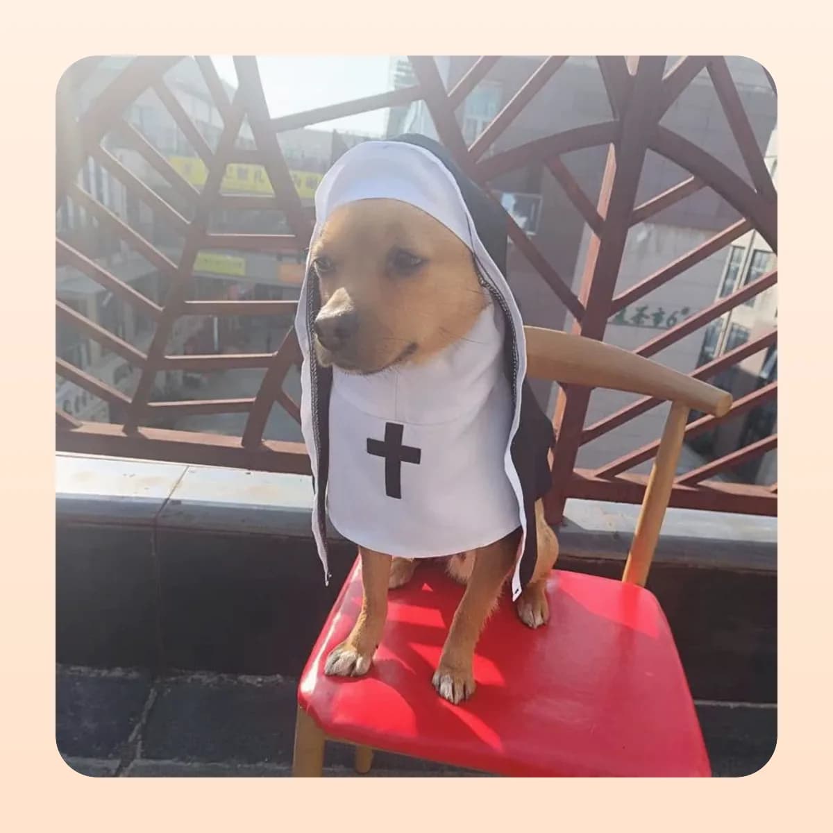 Small dog wearing the Kindral hooded habit costume