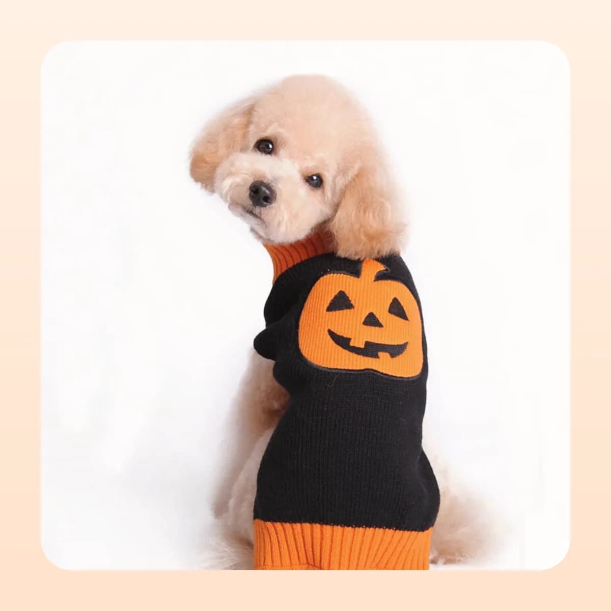 Side view of the Kindral black pumpkin jumper on a small dog