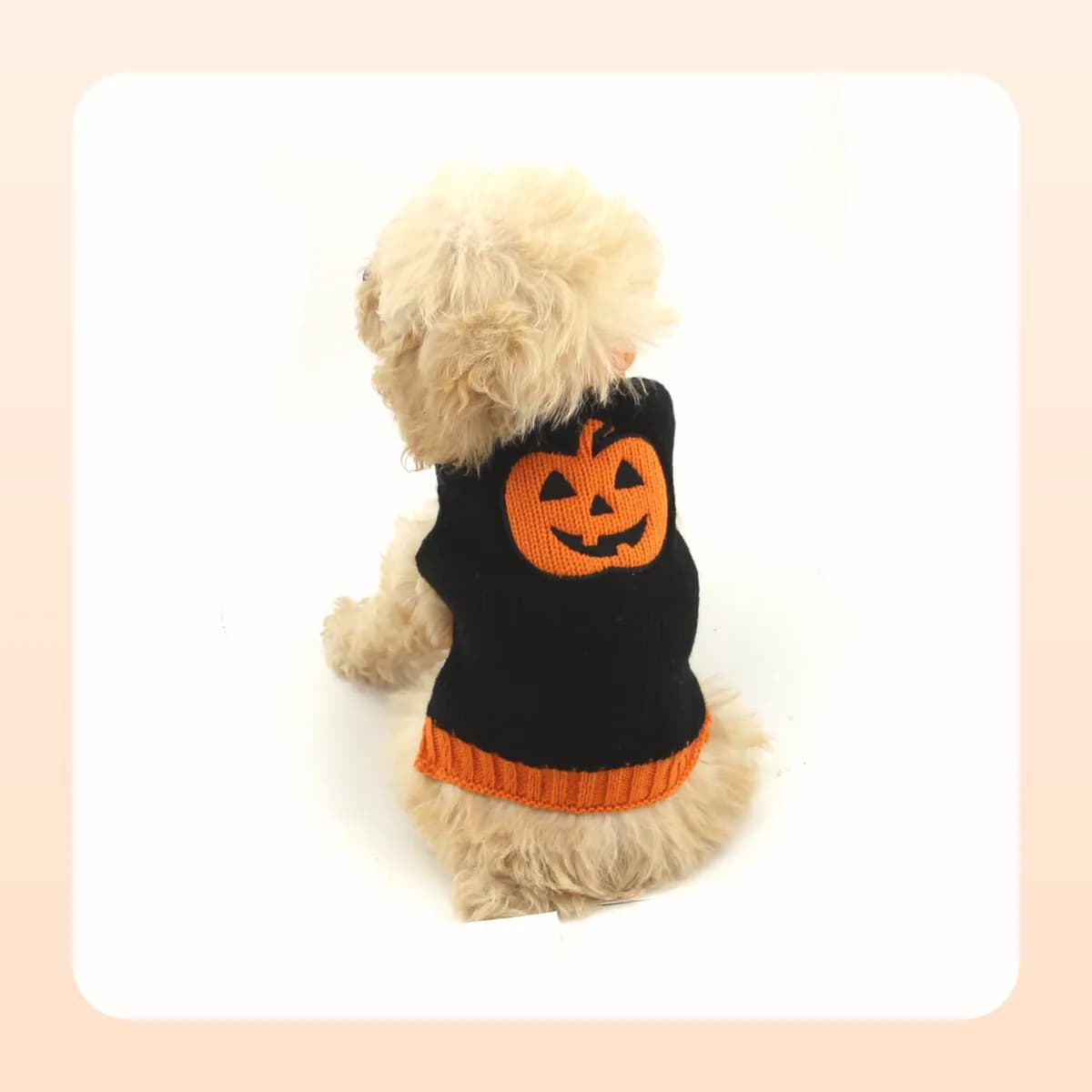 Small dog in the Kindral black pumpkin jumper, seen from behind