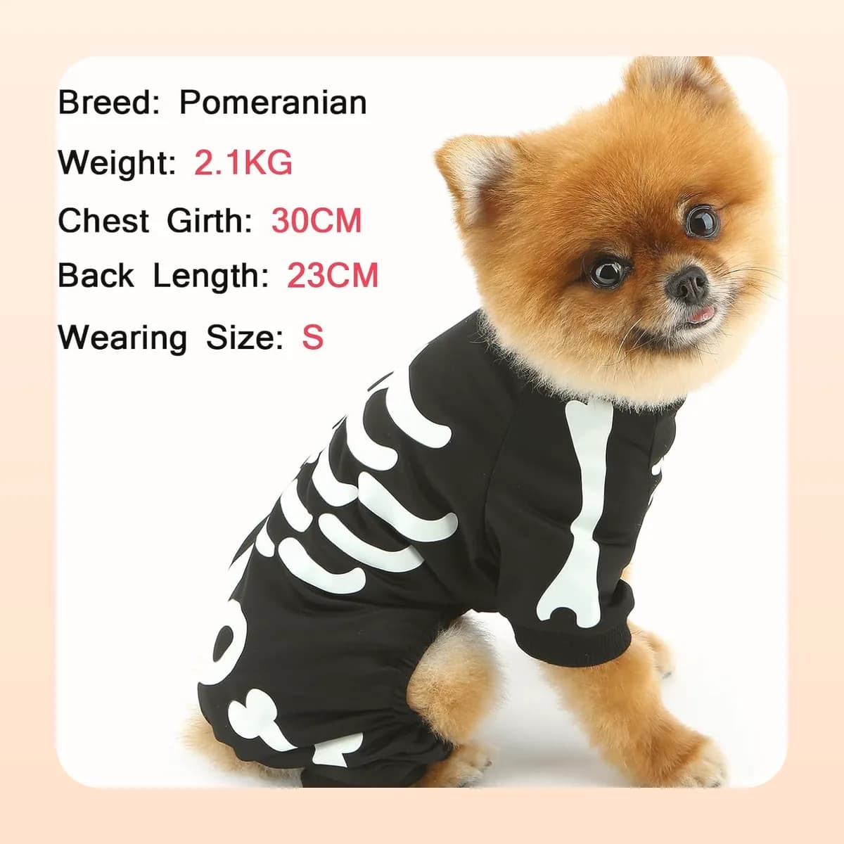 Pomeranian standing in the Kindral skeleton jumpsuit