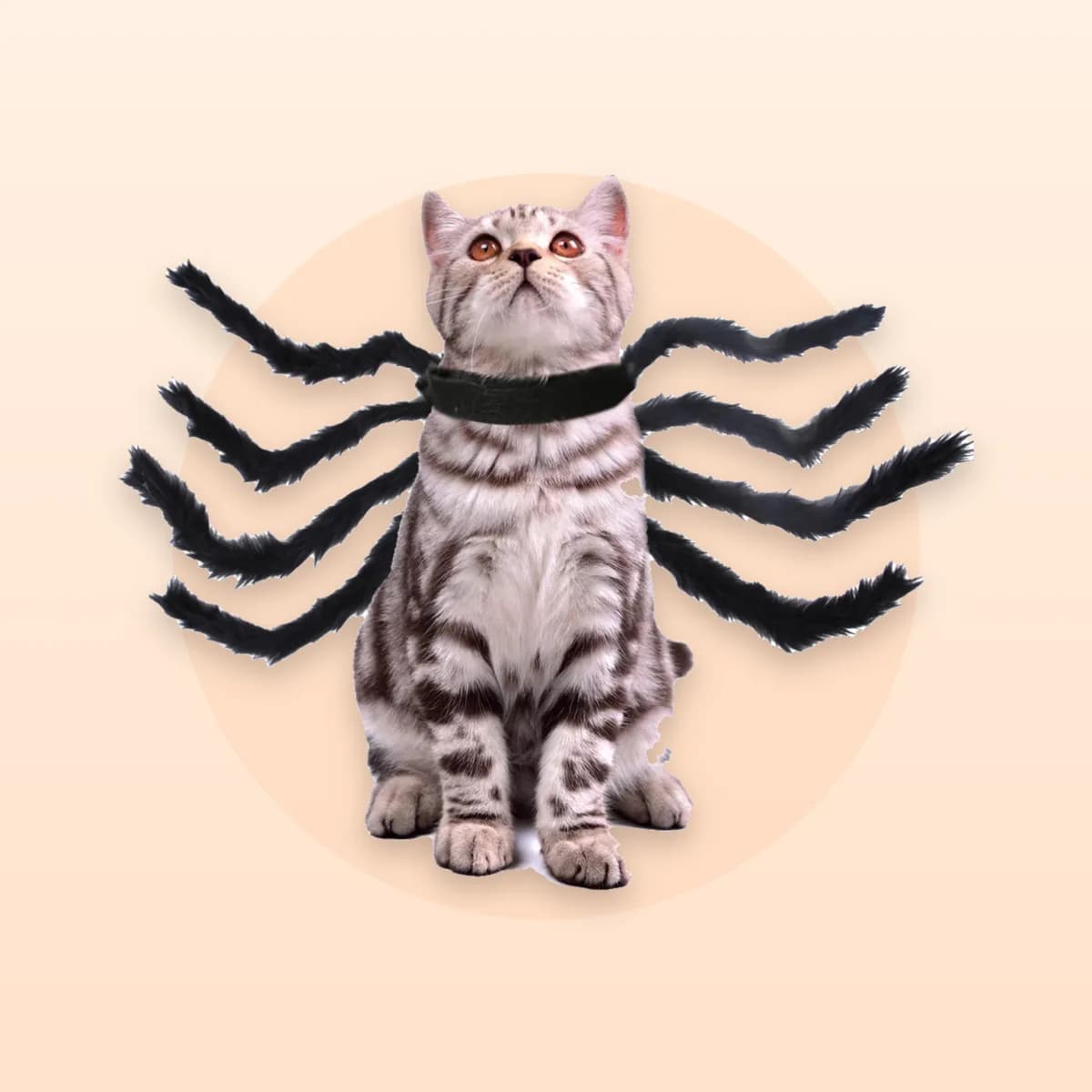 Cat wearing the Kindral black plush spider costume