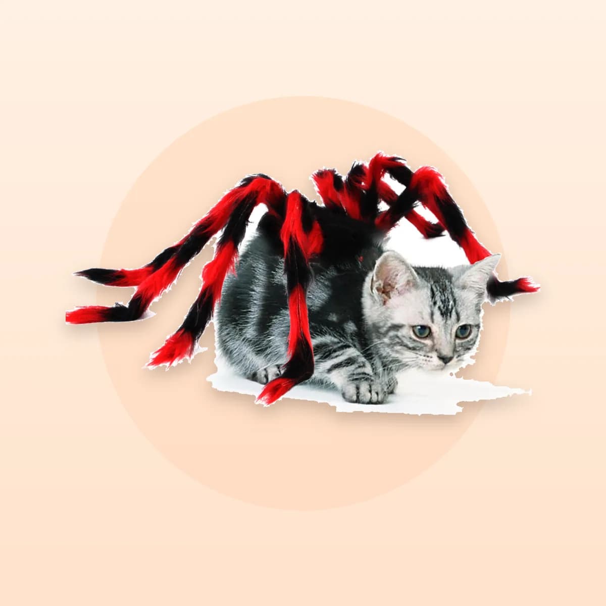 Two cats wearing Kindral plush spider costumes