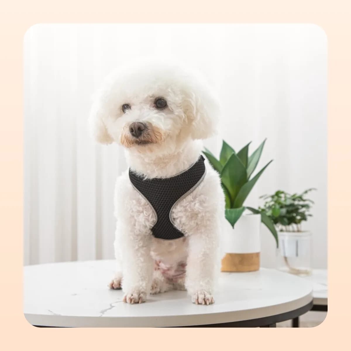 Small white dog wearing the Kindral black step-in harness