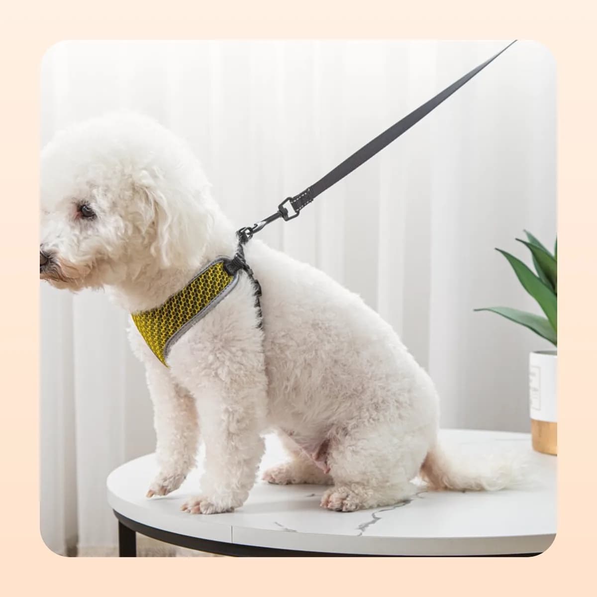 Small white dog in the yellow Kindral harness with the matching lead clipped on