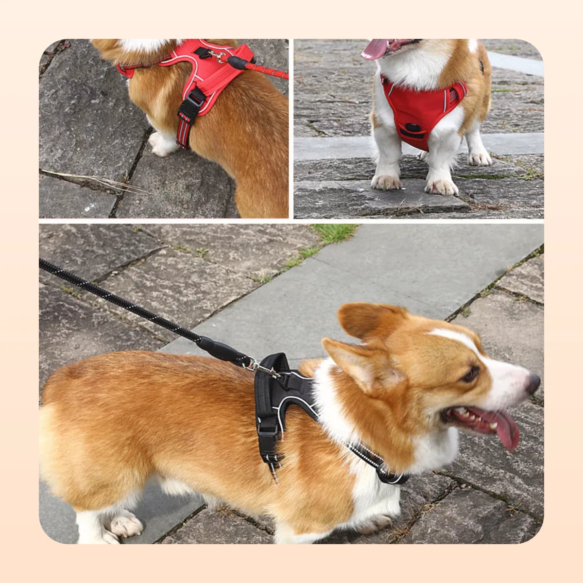 Corgi wearing the Kindral harness in red and black