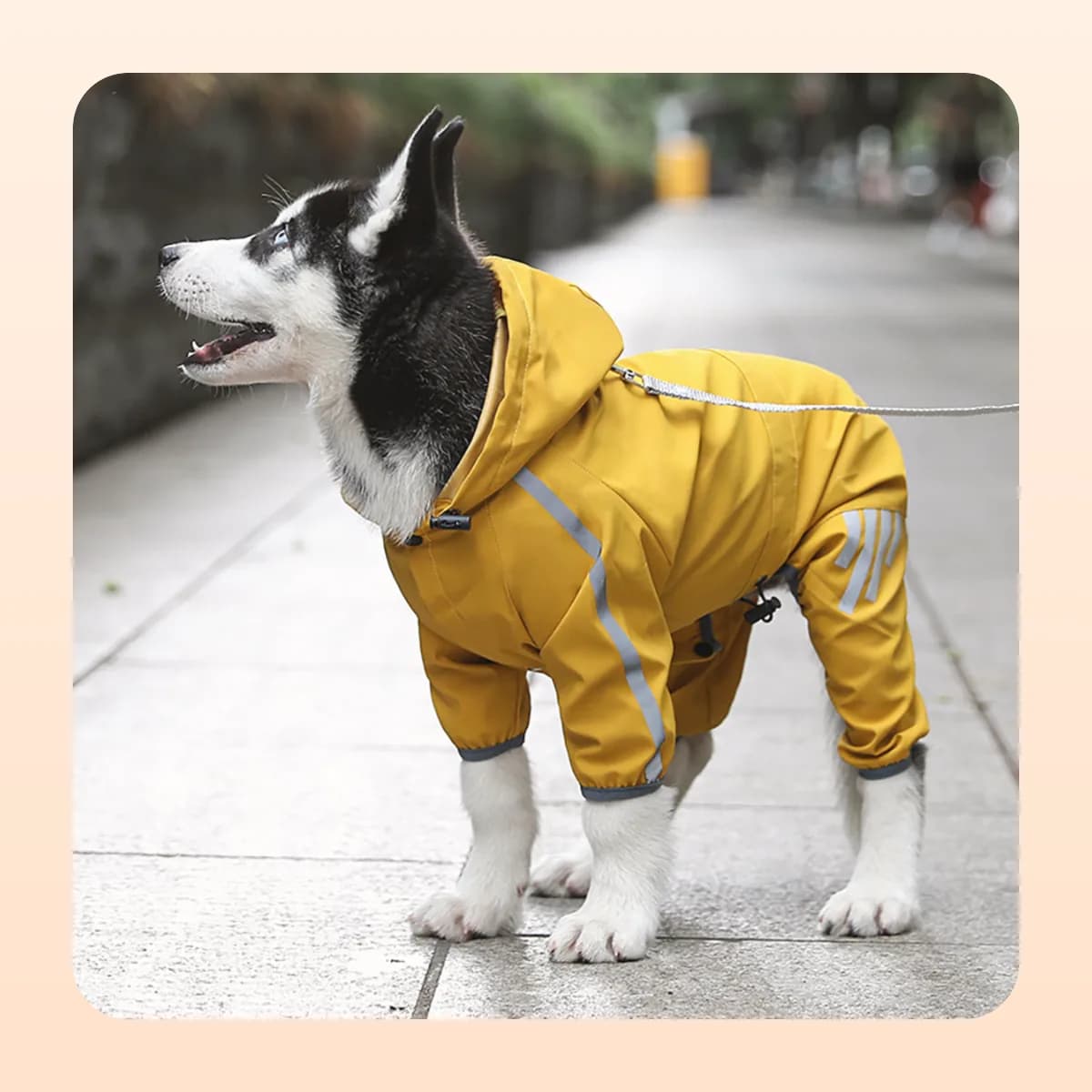 Husky wearing the Kindral yellow hooded dog raincoat