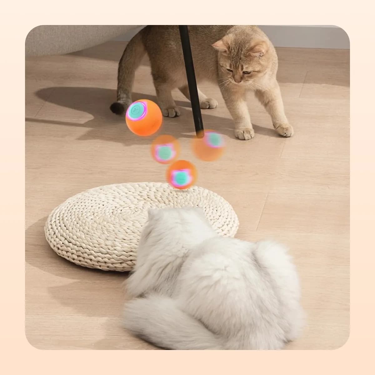 Cat chasing the Kindral self-rolling ball across a wooden floor
