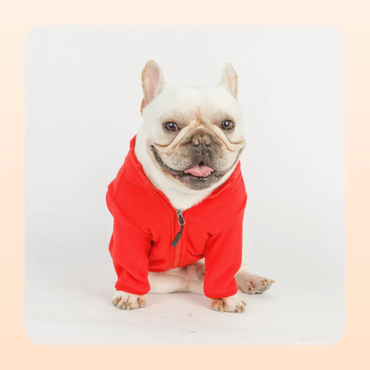 French bulldog wearing the Kindral red fleece top