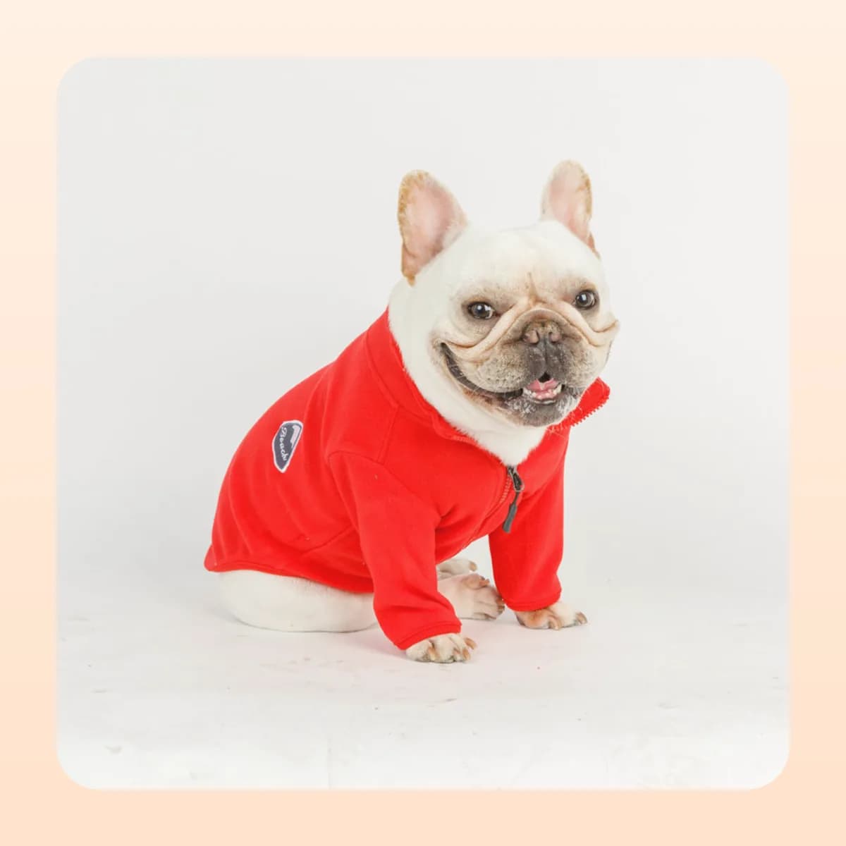 French bulldog sitting in the Kindral fleece top